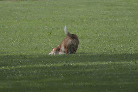 20250711_Dog park__DSC0397_.jpg
