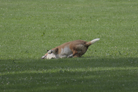 20250711_Dog park__DSC0398_.jpg