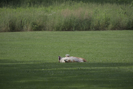 20250711_Dog park__DSC0424_.jpg