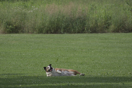 20250711_Dog park__DSC0425_0.jpg