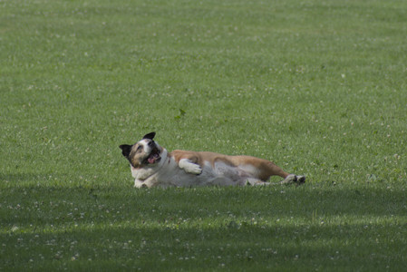 20250711_Dog park__DSC0425_1.jpg