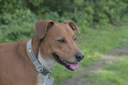 20250711_Dog park__DSC0432_.jpg