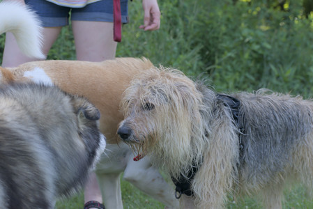 20250713_Dog Park and flowers and light__DSC0038_.jpg