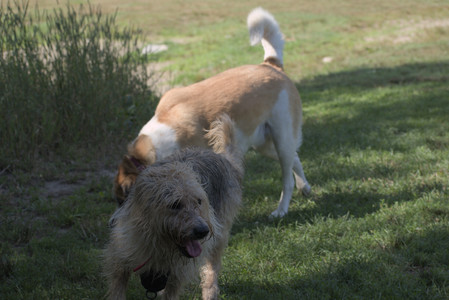 20250713_Dog Park and flowers and light__DSC0046_.jpg
