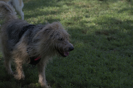 20250713_Dog Park and flowers and light__DSC0048_.jpg
