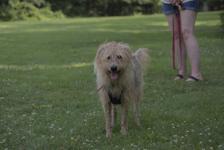 20250713_Dog Park and flowers and light__DSC0055_.jpg