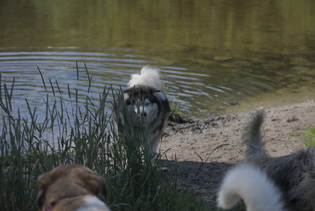 20250713_Dog Park and flowers and light__DSC0058_.jpg