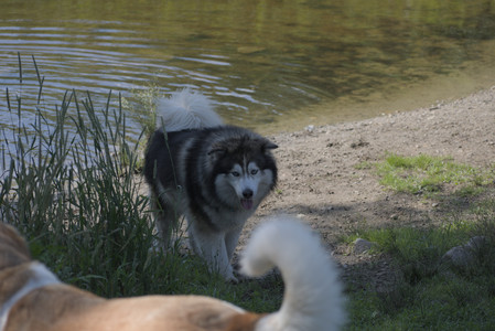20250713_Dog Park and flowers and light__DSC0061_.jpg