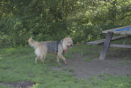 20250713_Dog Park and flowers and light__DSC0069_.jpg