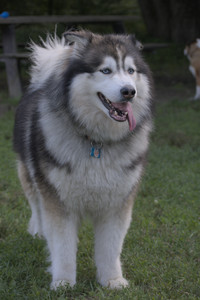 20250713_Dog Park and flowers and light__DSC0094_.jpg