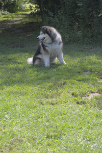 20250713_Dog Park and flowers and light__DSC0099_.jpg