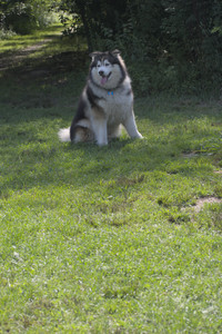 20250713_Dog Park and flowers and light__DSC0100_.jpg