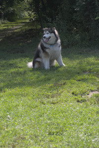 20250713_Dog Park and flowers and light__DSC0109_.jpg