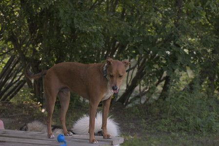 20250713_Dog Park and flowers and light__DSC0112_.jpg