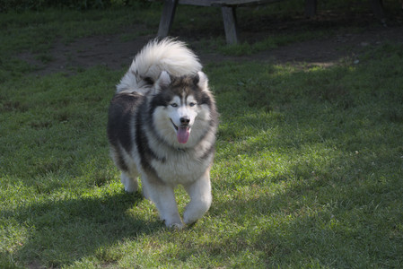 20250713_Dog Park and flowers and light__DSC0117_.jpg