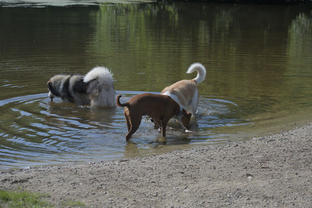 20250713_Dog Park and flowers and light__DSC0127_.jpg