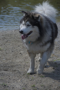 20250713_Dog Park and flowers and light__DSC0147_.jpg