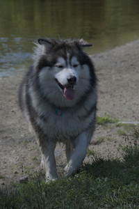 20250713_Dog Park and flowers and light__DSC0152_.jpg
