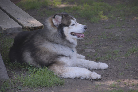 20250713_Dog Park and flowers and light__DSC0177_.jpg
