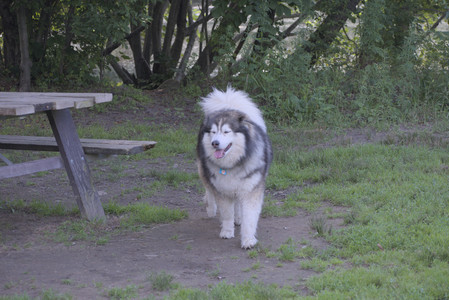 20250713_Dog Park and flowers and light__DSC0194_.jpg
