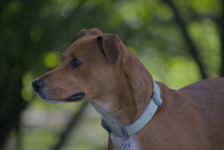 20250713_Dog Park and flowers and light__DSC0200_.jpg