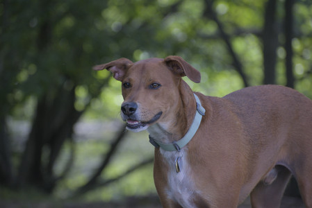 20250713_Dog Park and flowers and light__DSC0203_.jpg