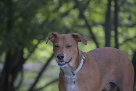 20250713_Dog Park and flowers and light__DSC0205_.jpg
