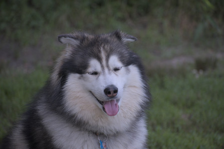 20250713_Dog Park and flowers and light__DSC0214_.jpg