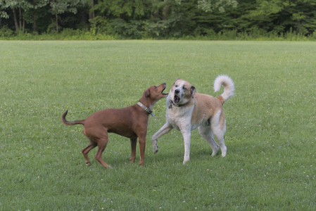 20250713_Dog Park and flowers and light__DSC0215_.jpg