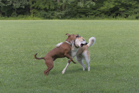 20250713_Dog Park and flowers and light__DSC0216_.jpg