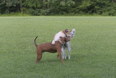 20250713_Dog Park and flowers and light__DSC0217_.jpg