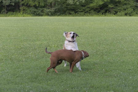 20250713_Dog Park and flowers and light__DSC0218_.jpg