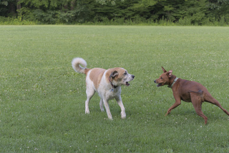 20250713_Dog Park and flowers and light__DSC0219_.jpg