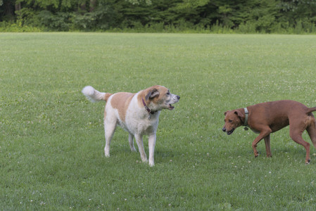 20250713_Dog Park and flowers and light__DSC0220_.jpg