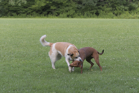 20250713_Dog Park and flowers and light__DSC0221_.jpg