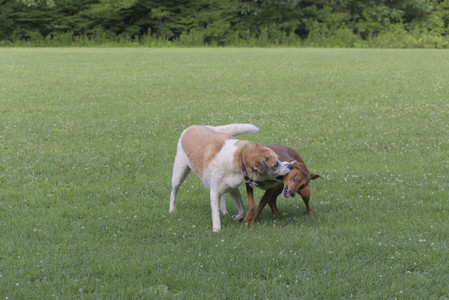 20250713_Dog Park and flowers and light__DSC0222_.jpg