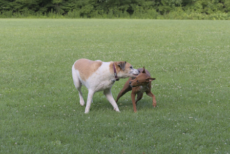 20250713_Dog Park and flowers and light__DSC0223_.jpg