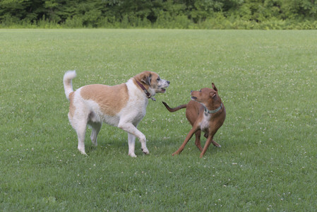 20250713_Dog Park and flowers and light__DSC0224_.jpg