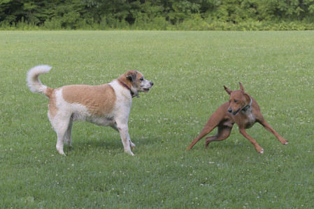 20250713_Dog Park and flowers and light__DSC0225_.jpg