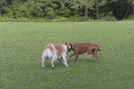 20250713_Dog Park and flowers and light__DSC0226_.jpg