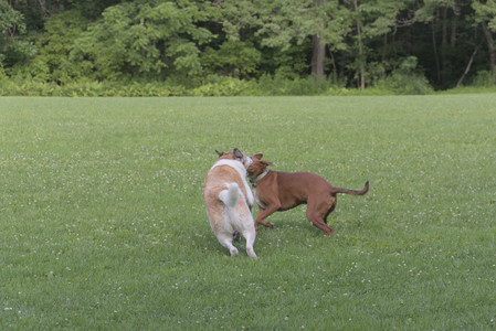 20250713_Dog Park and flowers and light__DSC0227_.jpg