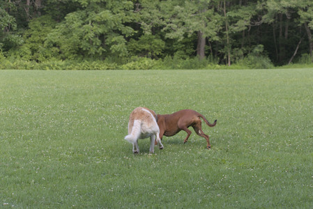 20250713_Dog Park and flowers and light__DSC0228_.jpg