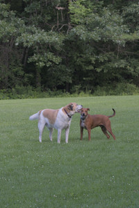 20250713_Dog Park and flowers and light__DSC0249_.jpg