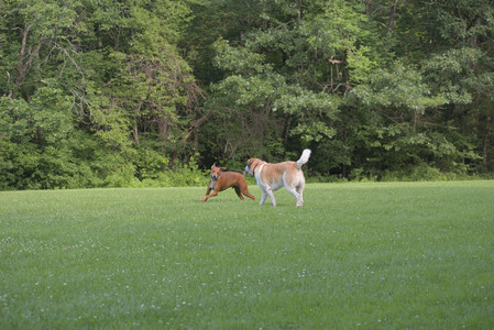 20250713_Dog Park and flowers and light__DSC0257_.jpg