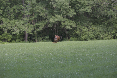 20250713_Dog Park and flowers and light__DSC0269_.jpg