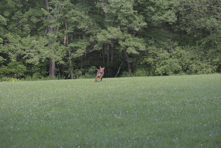 20250713_Dog Park and flowers and light__DSC0270_.jpg