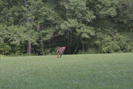 20250713_Dog Park and flowers and light__DSC0271_0.jpg