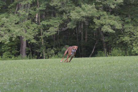 20250713_Dog Park and flowers and light__DSC0271_1.jpg