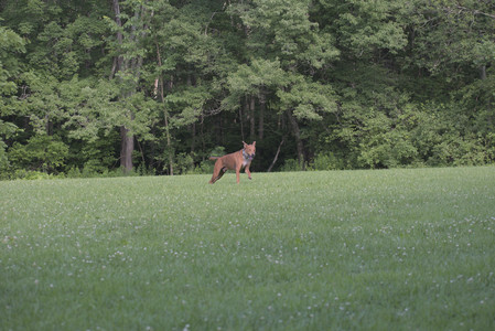 20250713_Dog Park and flowers and light__DSC0272_.jpg