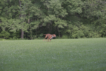 20250713_Dog Park and flowers and light__DSC0273_.jpg